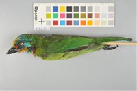 藏品(五色鳥)的圖片